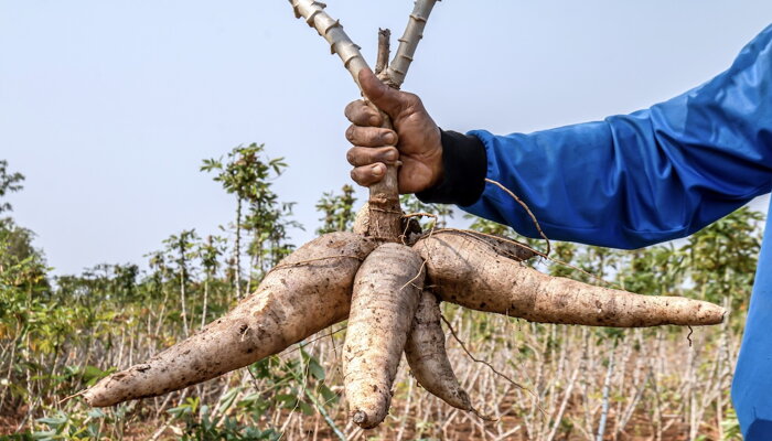 Nigeria Cassava Industry Overview