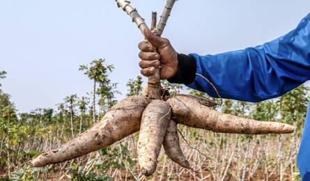 Nigeria Cassava Industry